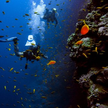 Where is the best place to go on a diving trip?